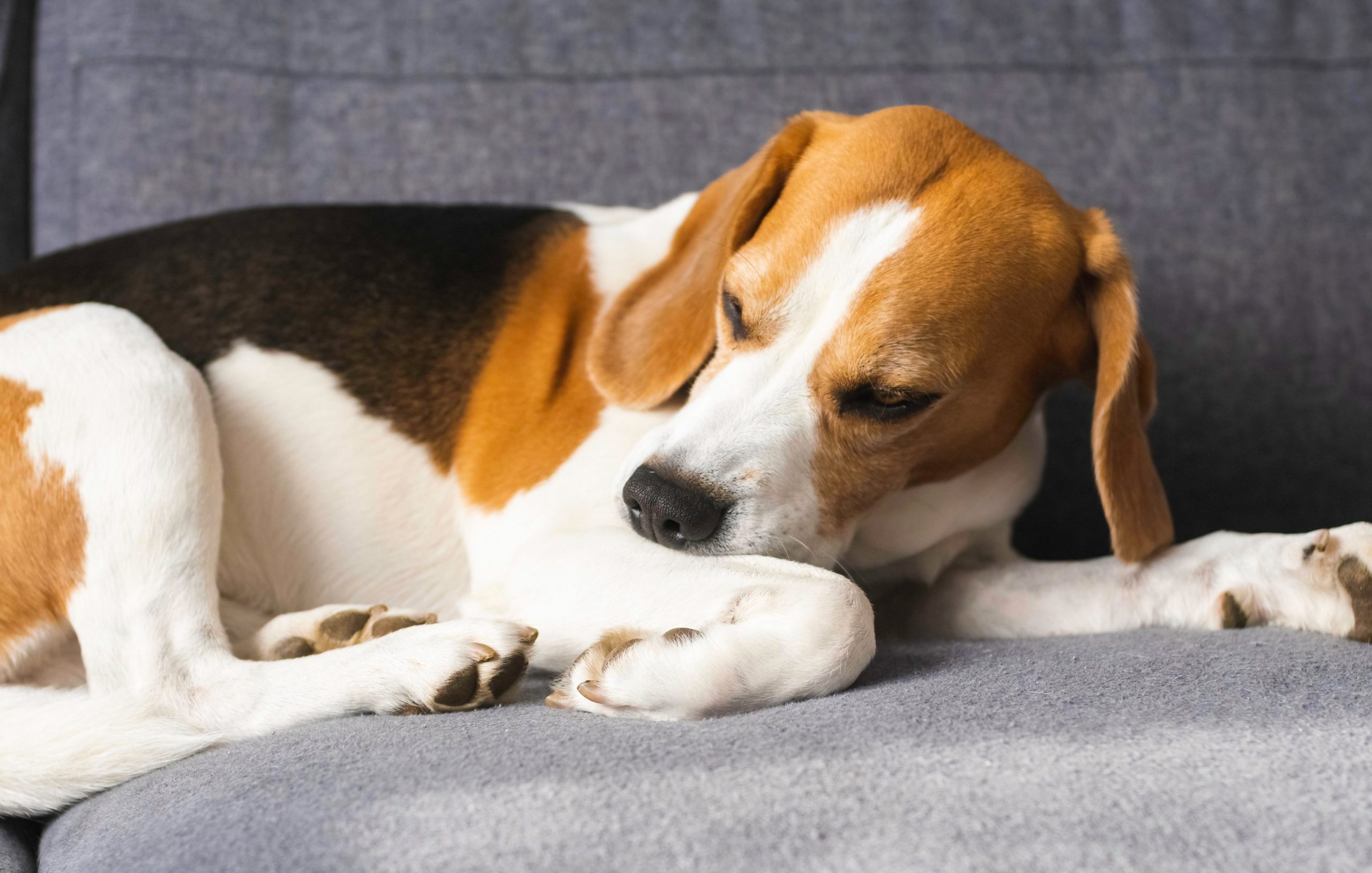 Signs Your Dog Is Stressed And How To Relieve It